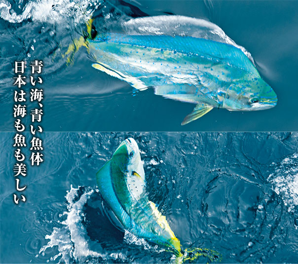 青い海、青い魚体
日本は海も魚も美しい