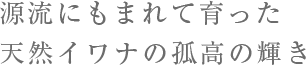 源流にもまれて育った
天然イワナの孤高の輝き